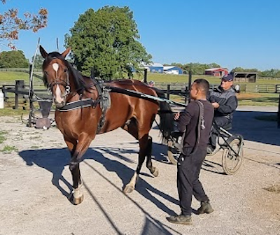 Sverige: 14 hingste til kåring