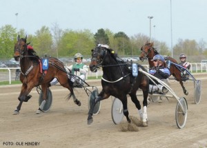 Staro Harley vinder her løb med Anders Pedersen, der havde hesten i træning sidste år Foto Ole Hindby.