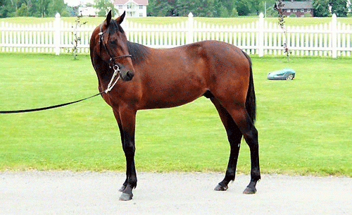 Strong Case v. Donato Hanover - Sweet Case