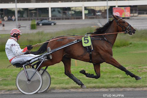 Stud Muffin - her med Henrik Thomsen i sulkyen - har nu vundet 6 sejre i år i 10 starter,