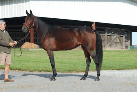 Swept to Victory . som hun så ud som plag,