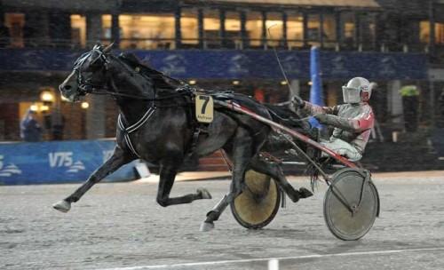 T Rex . . var dagens næsthurtigste vinder på Mikkeli i 1.10.5 Arkiv