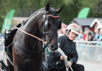 Man kan få 100 gange pengene på at Takethem vinder Elitloppet. Foto Kanal 75