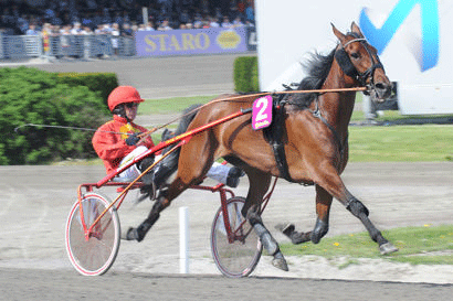 Tamle Celeber - har fรฅet hingstfรธl efter Bold Eagle. Arkiv Kanal 75