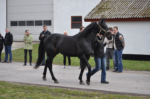 The Liquidator