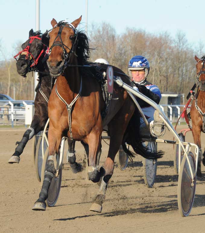 Anders Pedersen var i hopla i aftes og vandt tre sejre - her med Tonght la Marc. Foto Ole Hindby