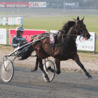 Toto trives godt på Bjerke, hvor den tidligere har sejret. Arkivfoto