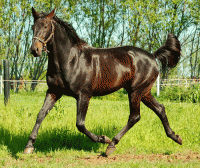 Trophcy Catch er fader til Tysin Star, der onsdag eftermiddag vandt sin 6. sejr i år.