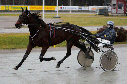 TRophydore med Anette Frønes under et træningsarbejde. Foto privat