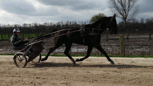 Gordon Dahl bag Tyrrell AS, da han testede den i Holland for køb for øje,