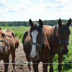 unghestesimoni-150x150