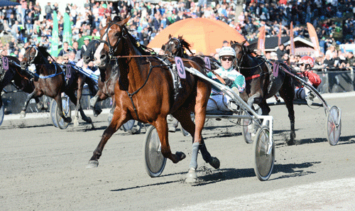 Racer Bourbon-sønnen Västerbo Exact-sønnen vandt let  for Thomas Uebrhrg. Foto Kanal 75