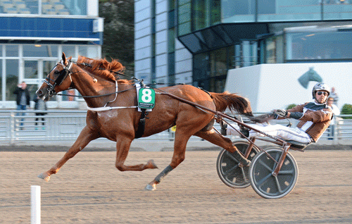 Västerbo Highflyer med Daniel Redén sprintede 1.09.8 og er måske på vej til en plads i feltet i Åby Stora Pris. Foto Kanal 75