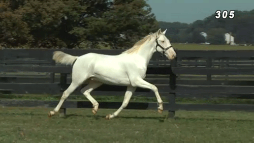 white-bliss