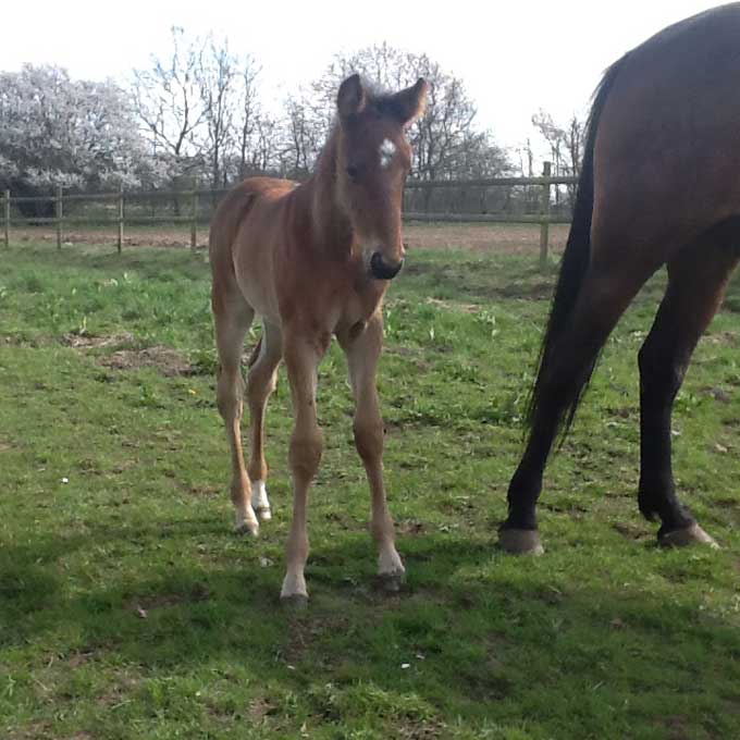 Hingstfรธk efter Wishing Stine . Genya Garbo